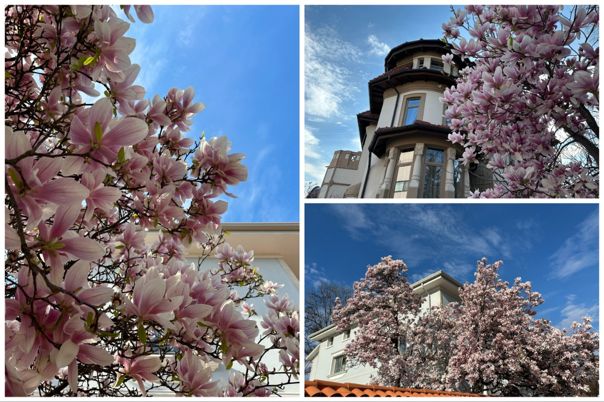 Magnolias in Bucharest... so beautiful 💙💛❤️